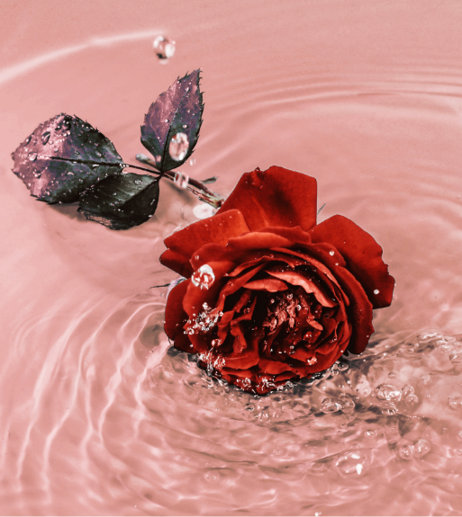 Water rose