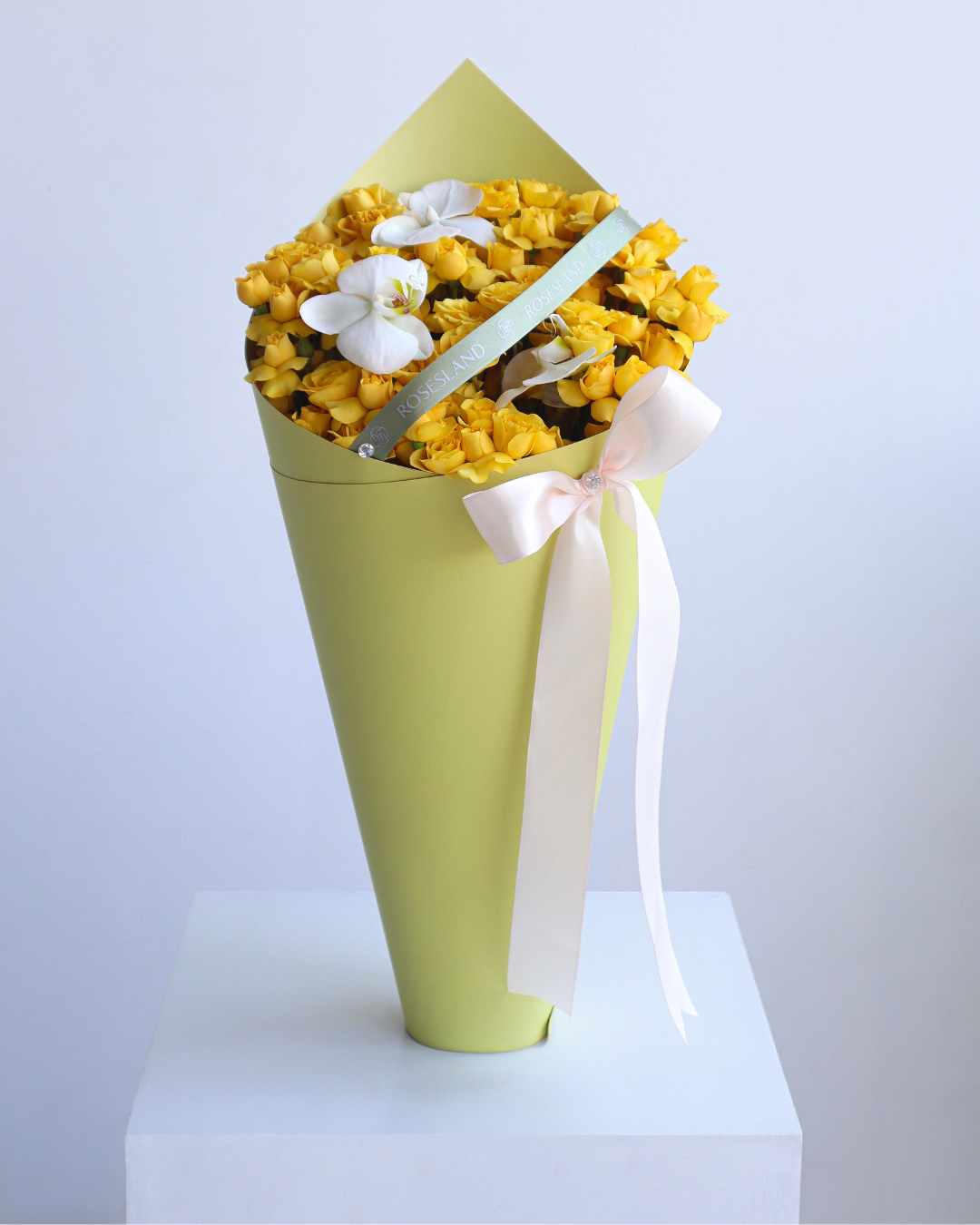 YELLOW KOREAN 