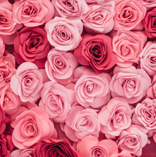 roses_about_1